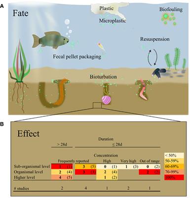 Sediment matters as a route of microplastic exposure: A call for more research on the benthic compartment